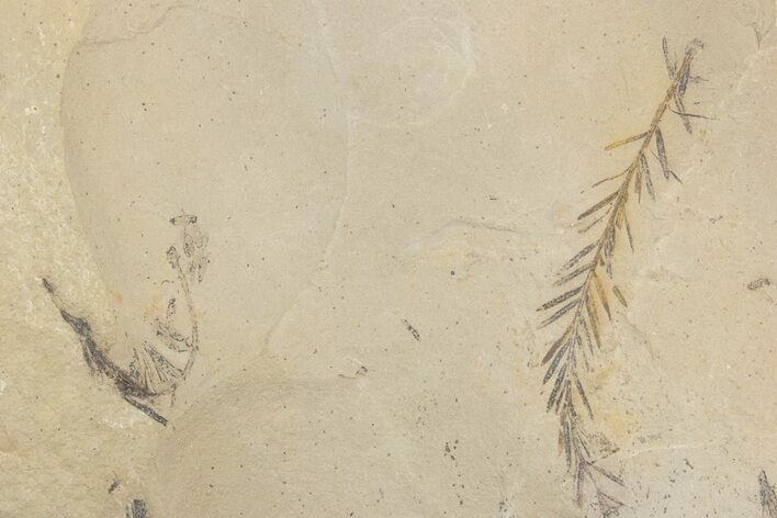Shale With Dawn Redwood (Metasequoia) Fossils - Montana #378288